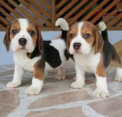 Männliche und weibliche Beagle welpen