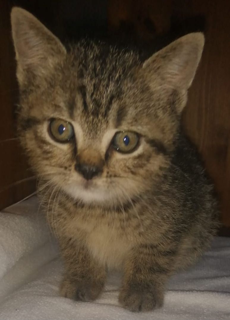 5 wunderschöne aktive BKH Kitten können ausziehen!!