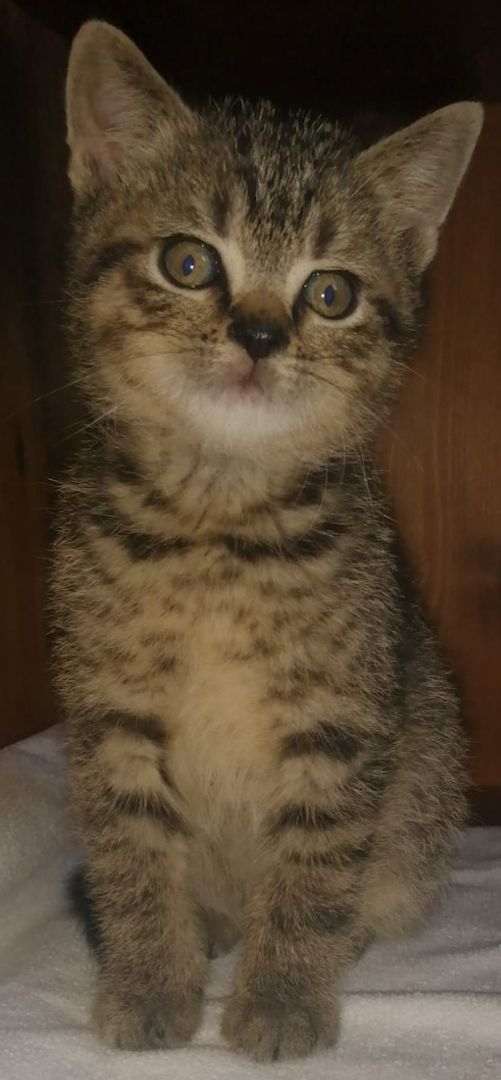 5 wunderschöne aktive BKH Kitten können ausziehen!!