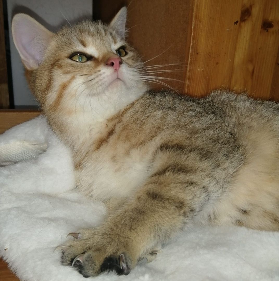 5 wunderschöne aktive BKH Kitten können ausziehen!!