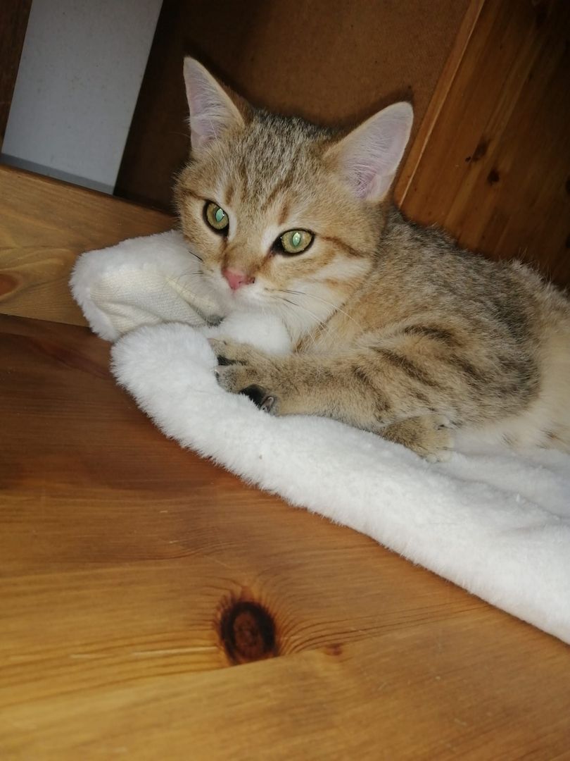 5 wunderschöne aktive BKH Kitten können ausziehen!!