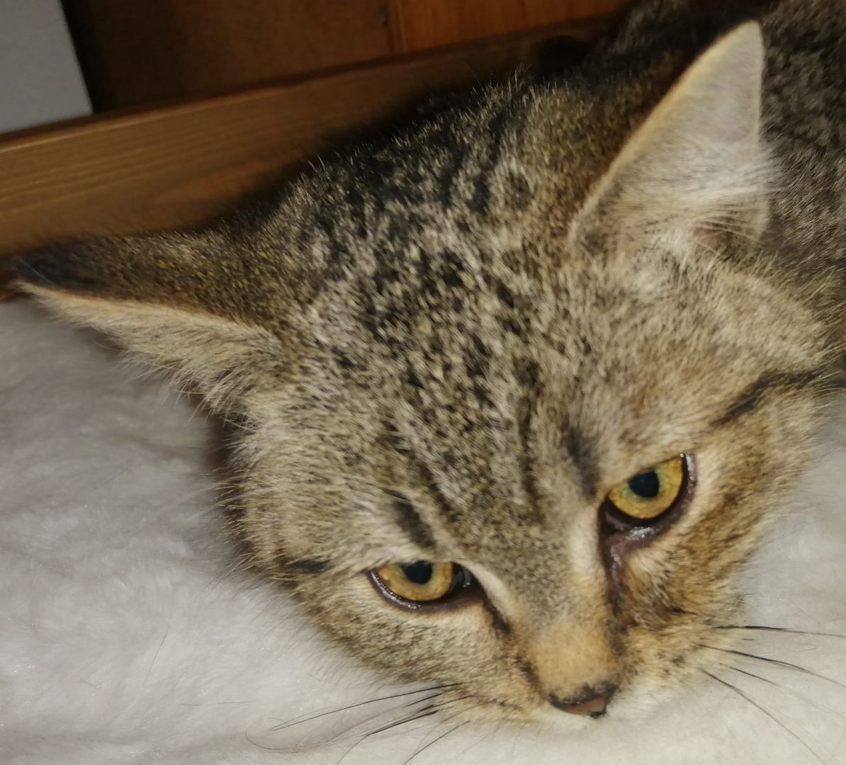 5 wunderschöne aktive BKH Kitten können ausziehen!!