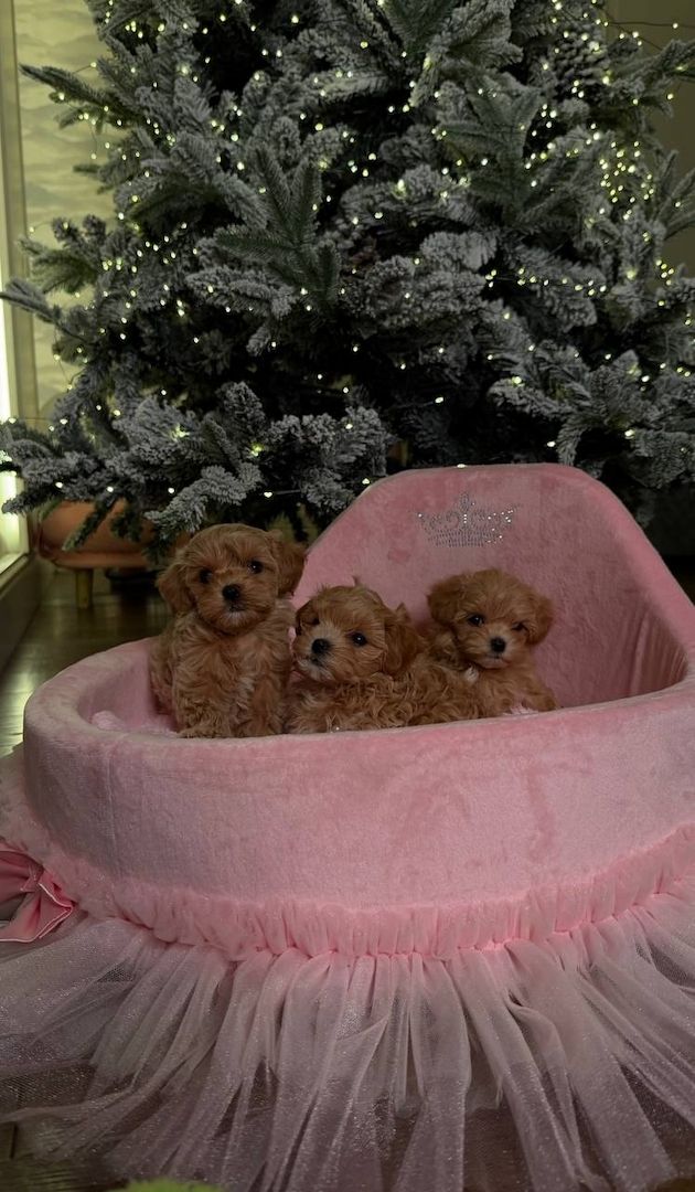 Maltipoo-Welpen, WhatsApp unter: +32466904075