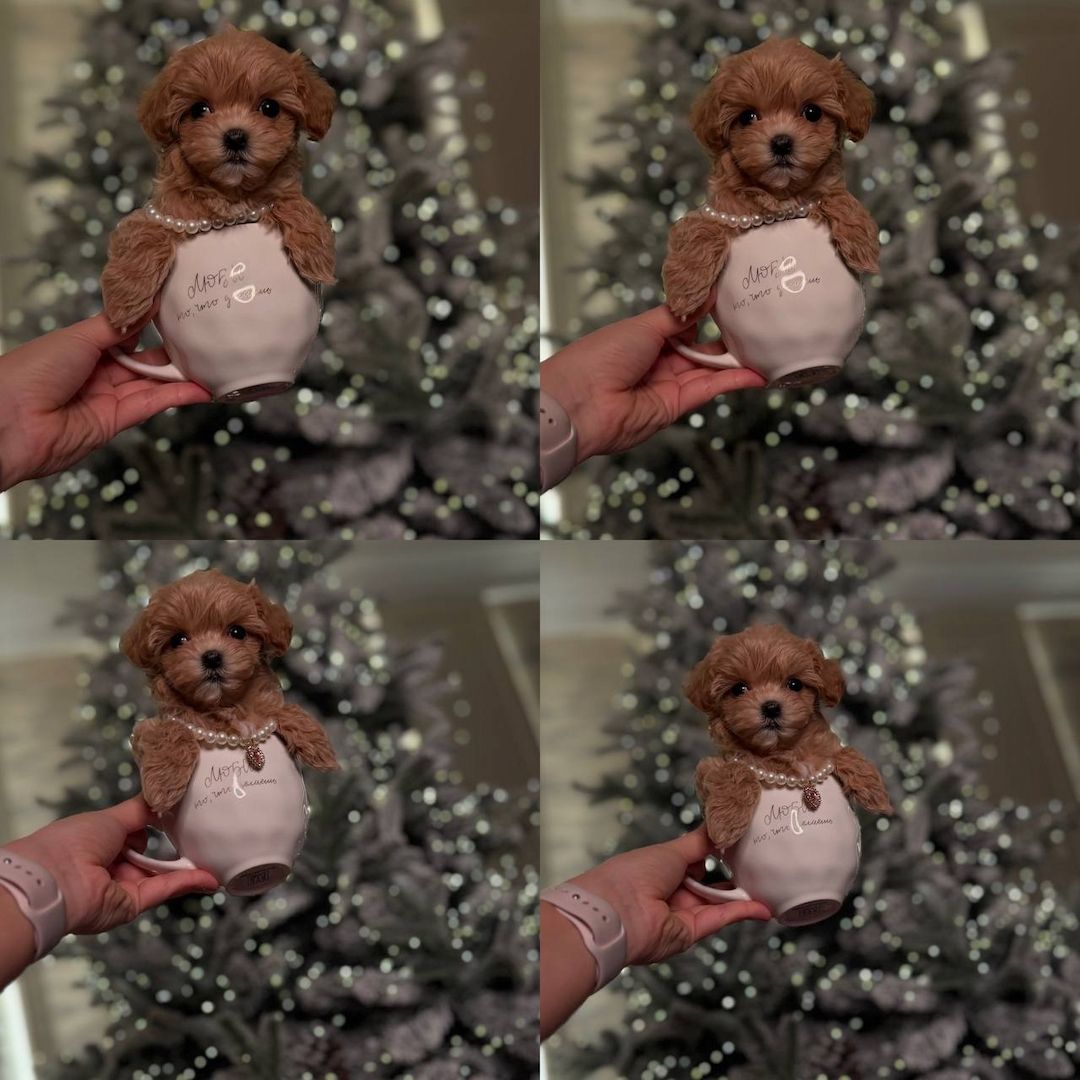 Maltipoo-Welpen, WhatsApp unter: +32466904075