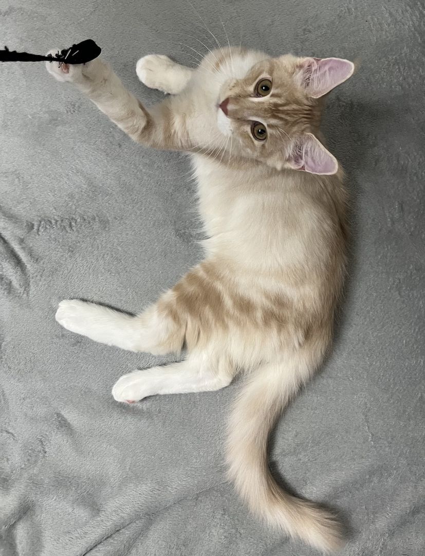 Maine Coon Kitten