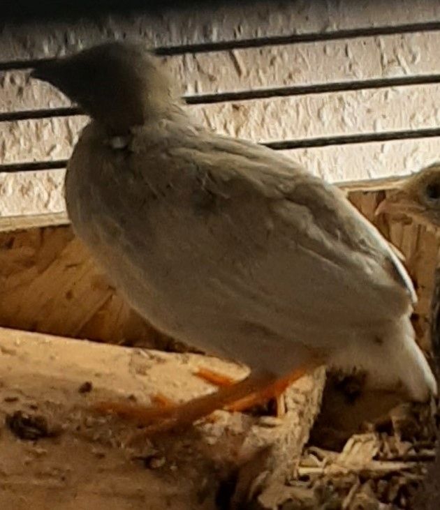 hübsche Chinesische Zwergwachtelhenne