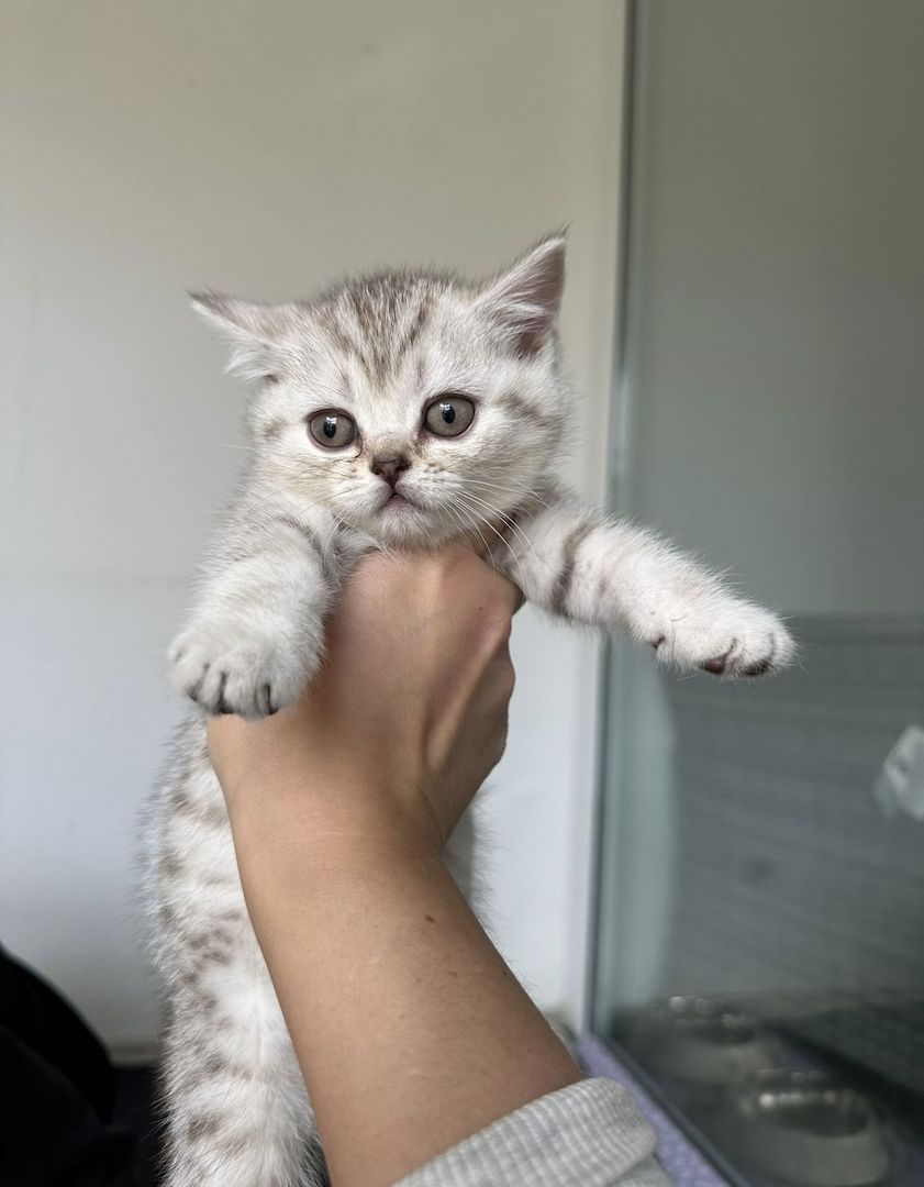 Katzen kitten Baby Katzen