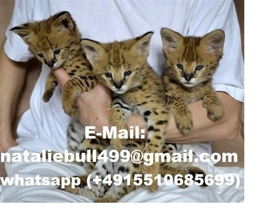 Savannah f4, f5, f6 Kätzchen verfügbar