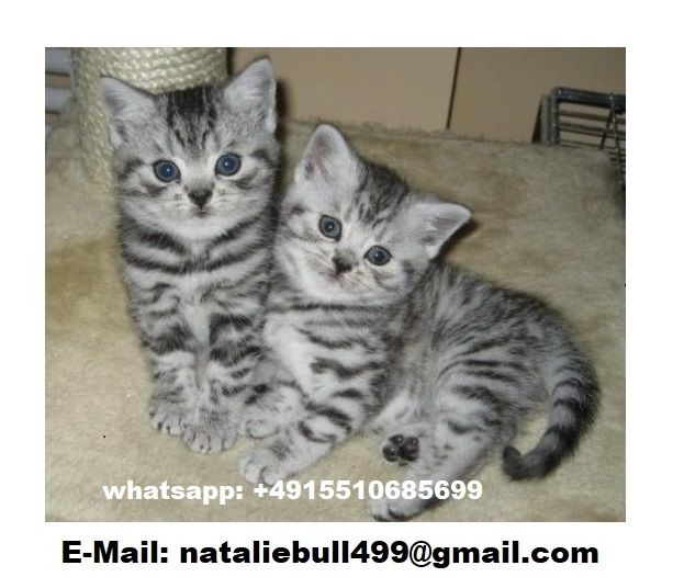 BKH Britisch Kurzhaar Katzen mit Stammbaum