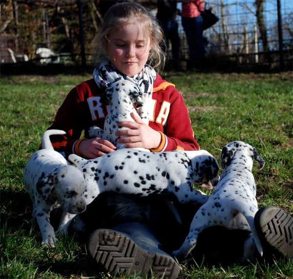 Reinrassiger Dalmatiner Welpen