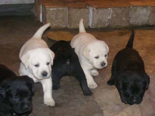Labrador Dogge Welpen