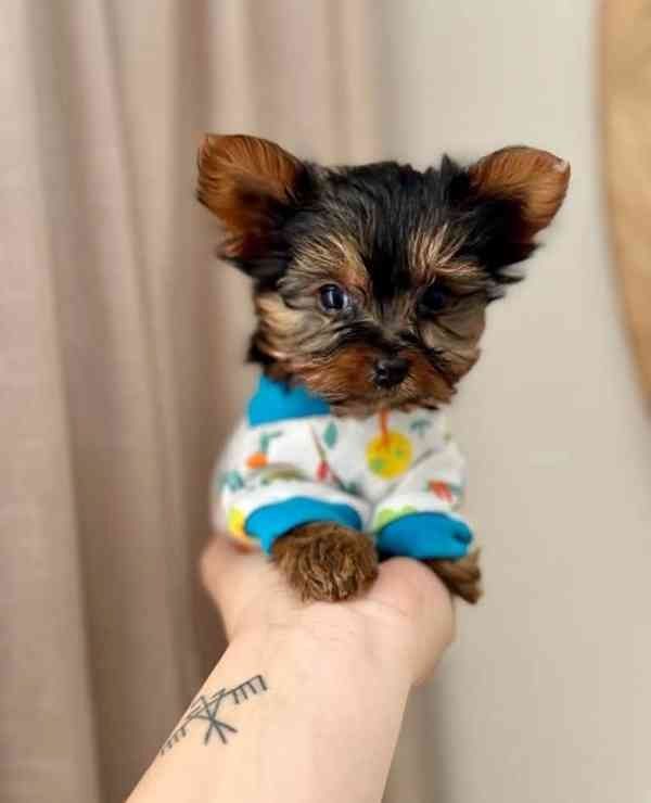 Yorkshire Terrier 12 Wochen mit Papieren