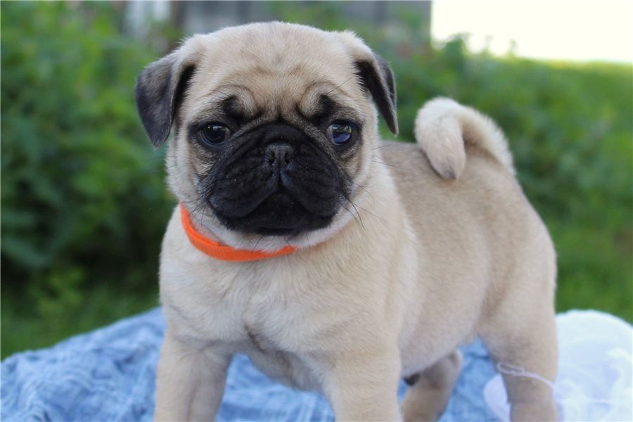 Wunderschöne Mops-Welpen