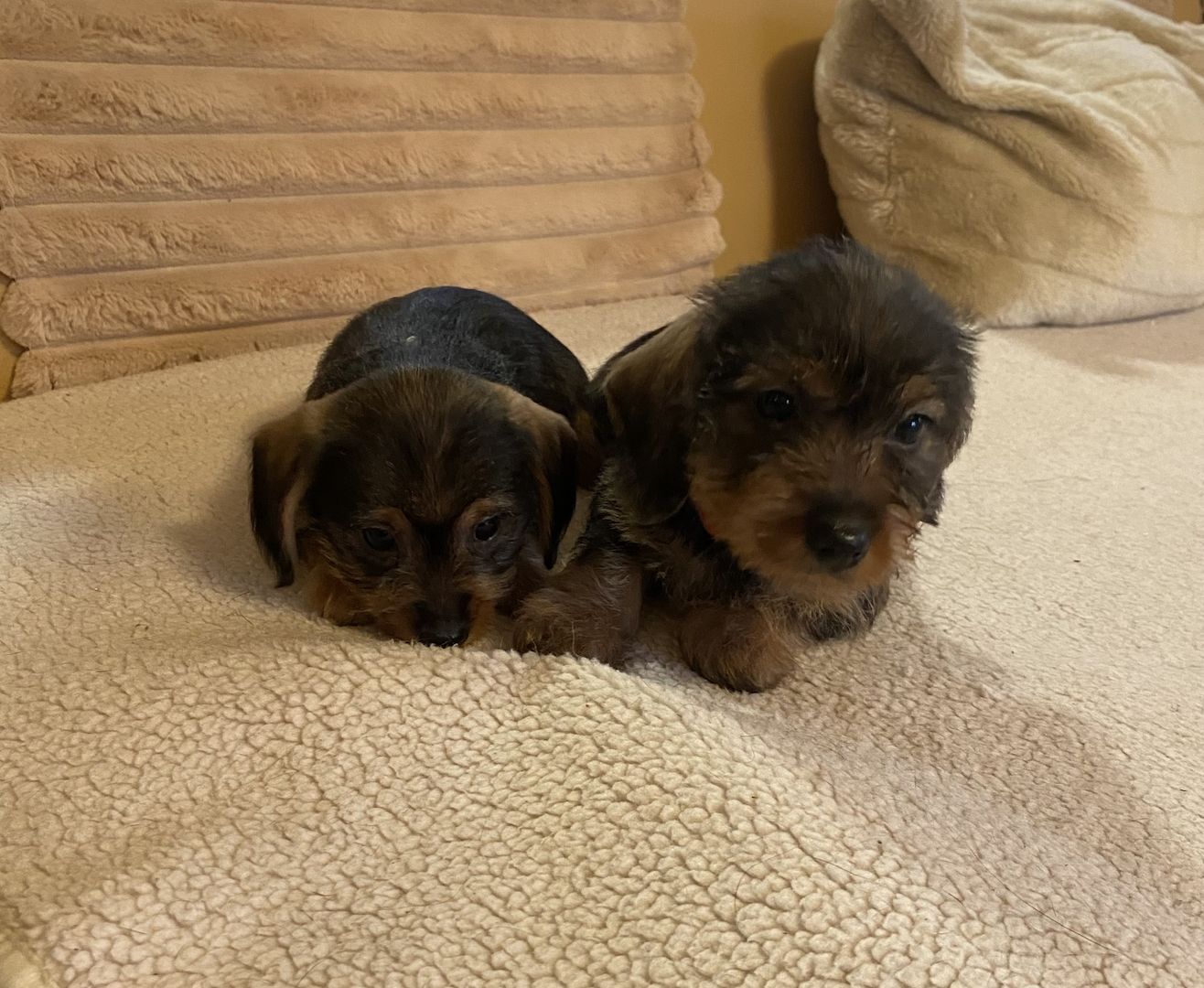 Zuckersüße Dackel-Yorki-Welpen