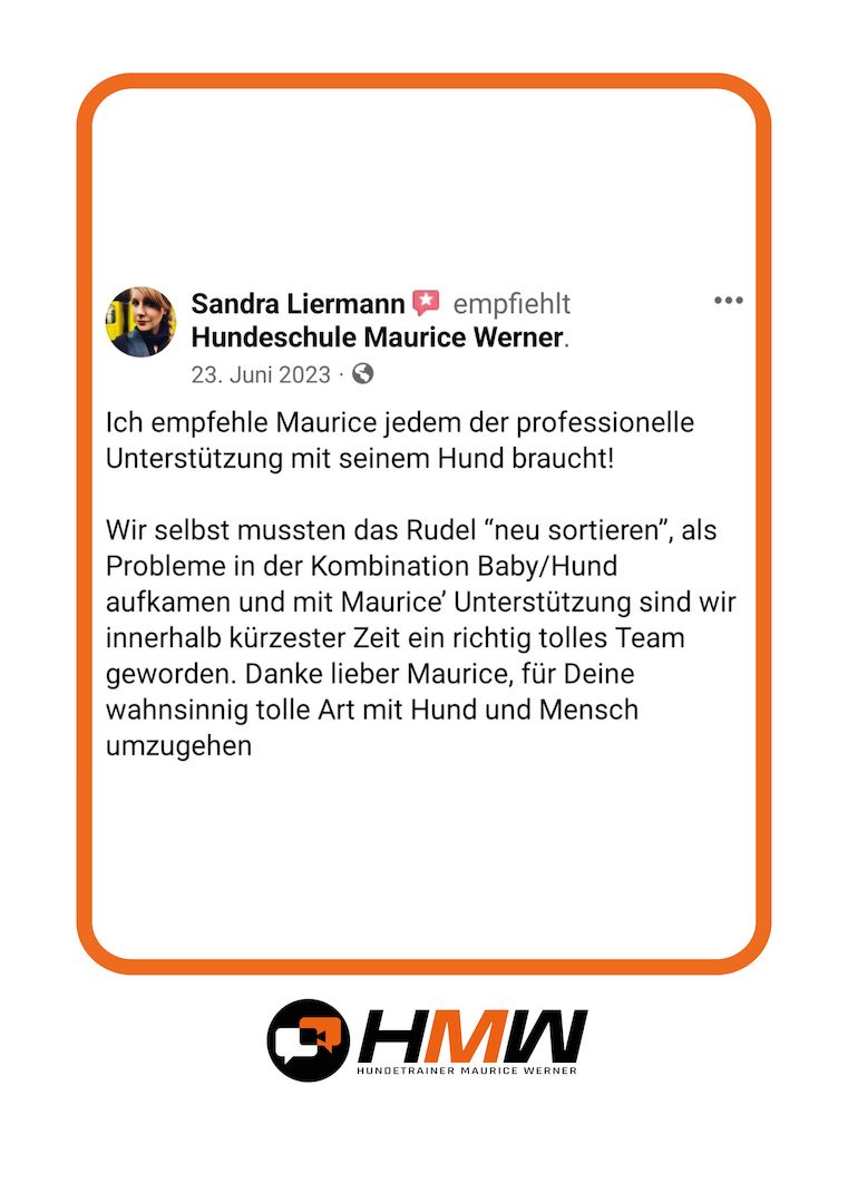 Professionelles Hundetraining – Persönlich oder auch via Video