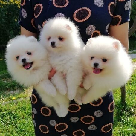 Pomeranian Welpen