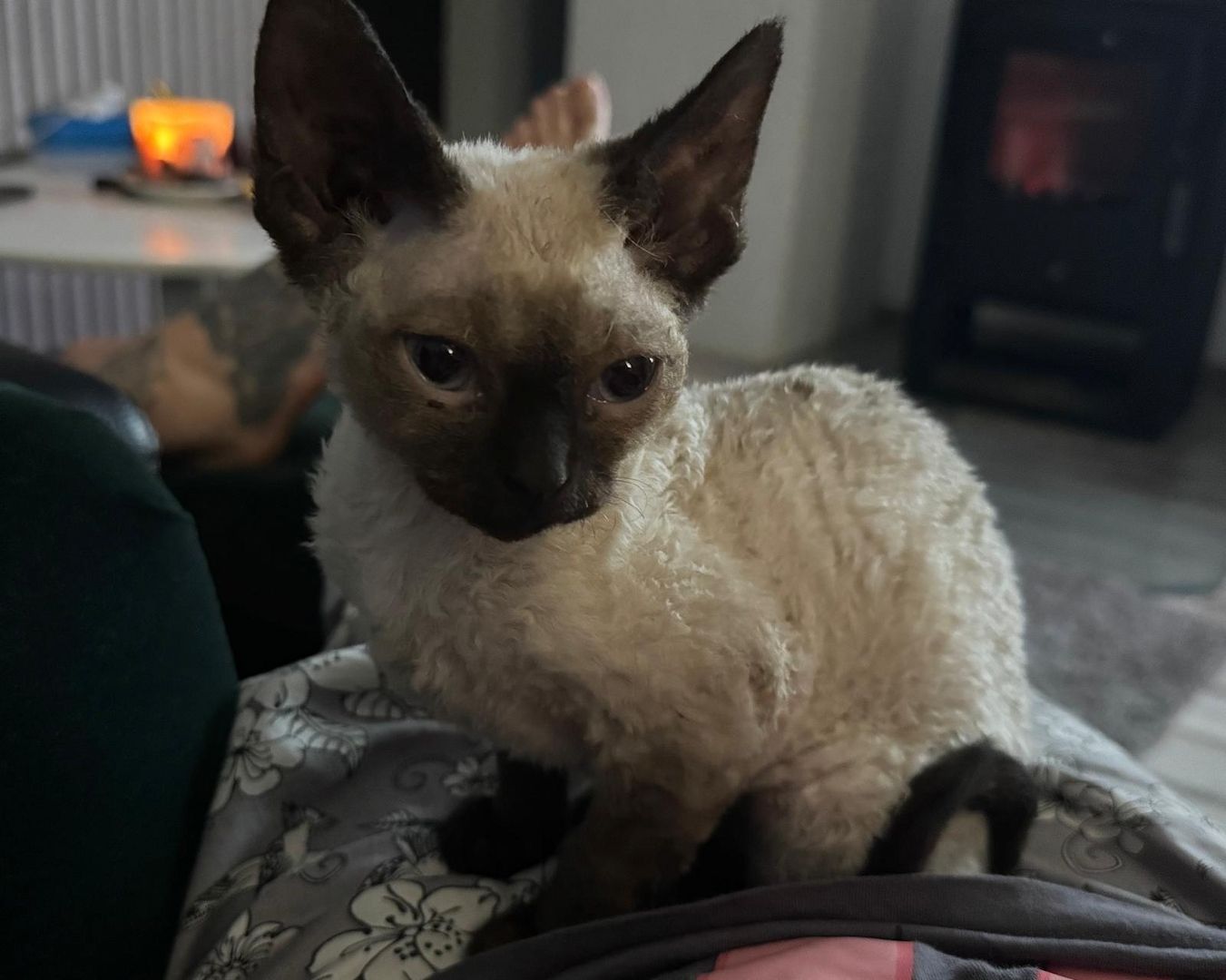 Devon Rex Kätzchen