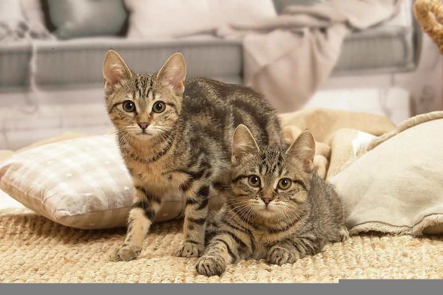 Europäisch Kurzhaar Kätzchen