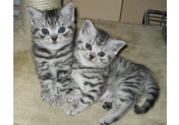 BKH Britisch Kurzhaar Katzen mit Stammbaum