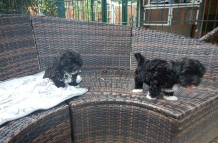 Bolonka Zwetna Welpen mit Ahnentafel