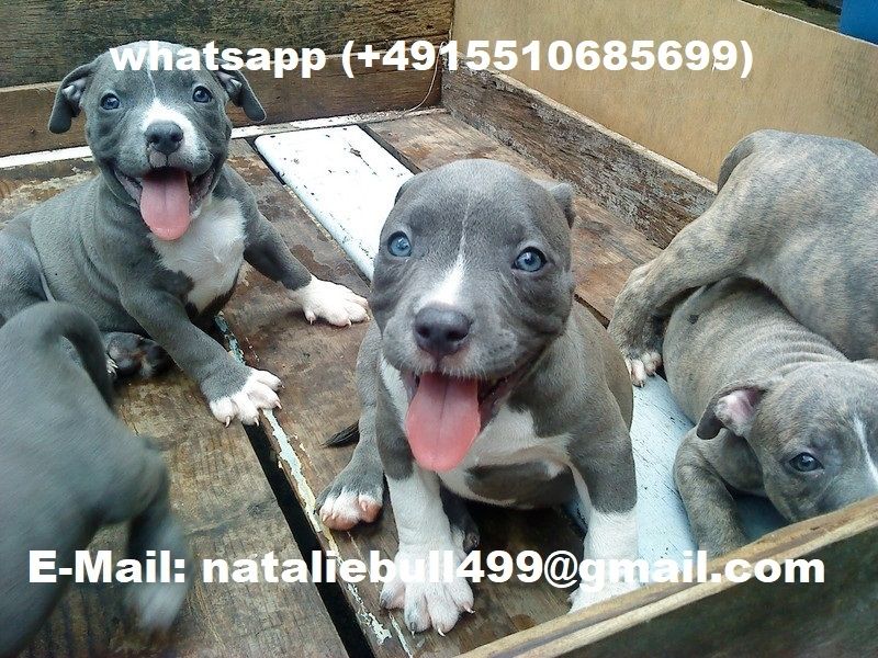 Gesund Pitbull Blueline welpen