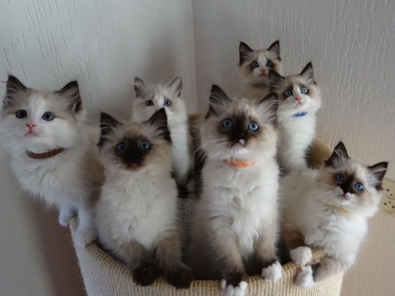 Ragdoll Kätzchen