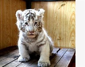 Tiger cub