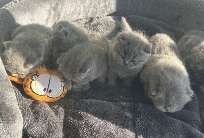 Britische Kurzhaar-Kätzchen zur Adoption