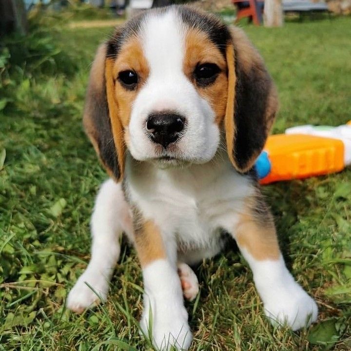 Beagle welpen