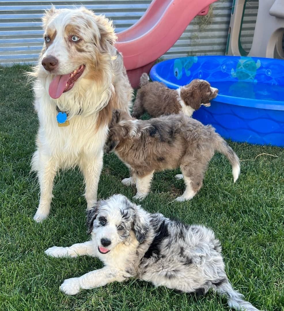 Aussie-doodle Welpen