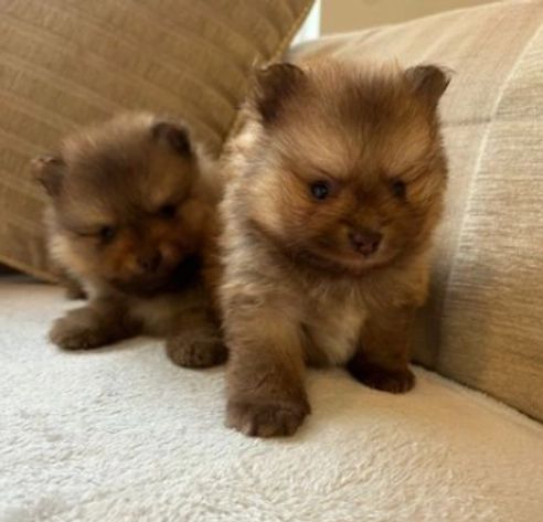 Pomenarian-Welpen zur Adoption