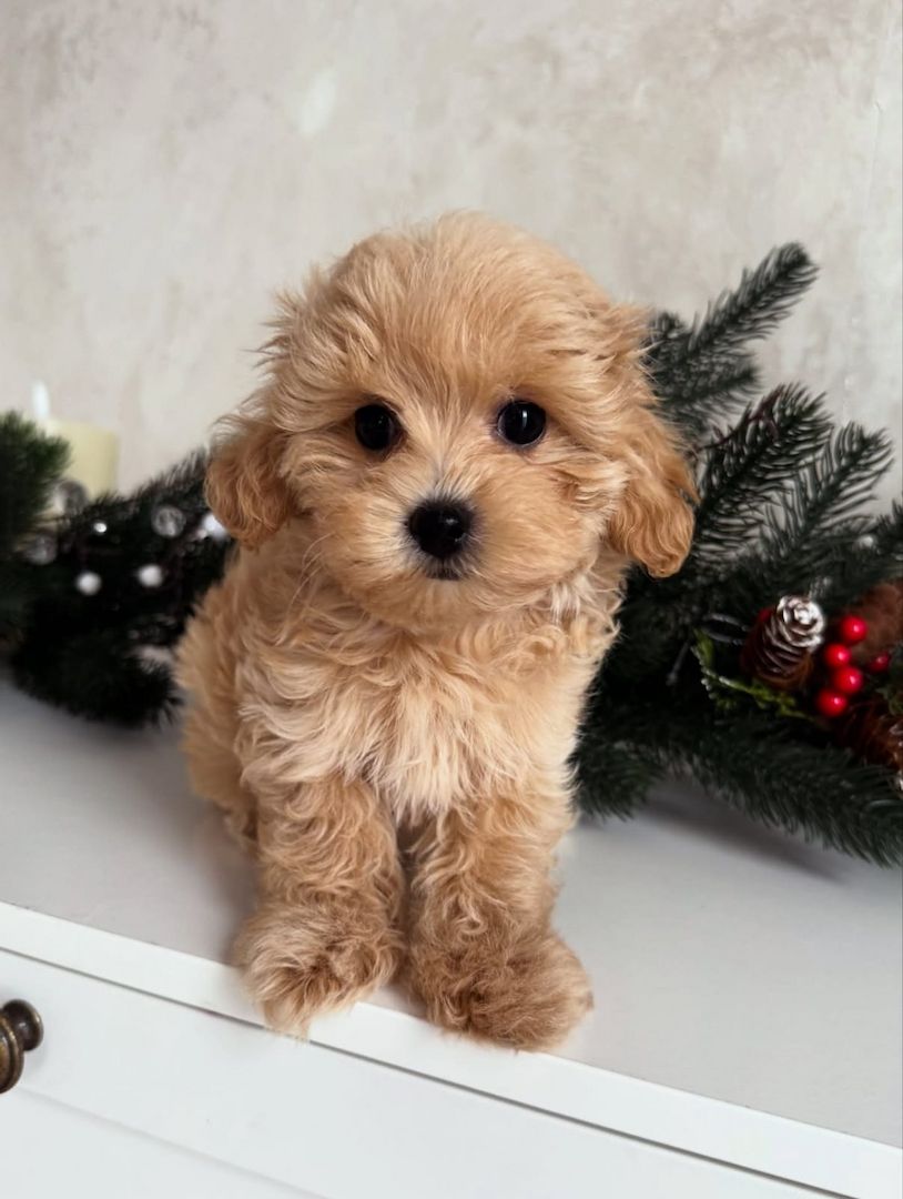 Maltipoo-Welpen,,