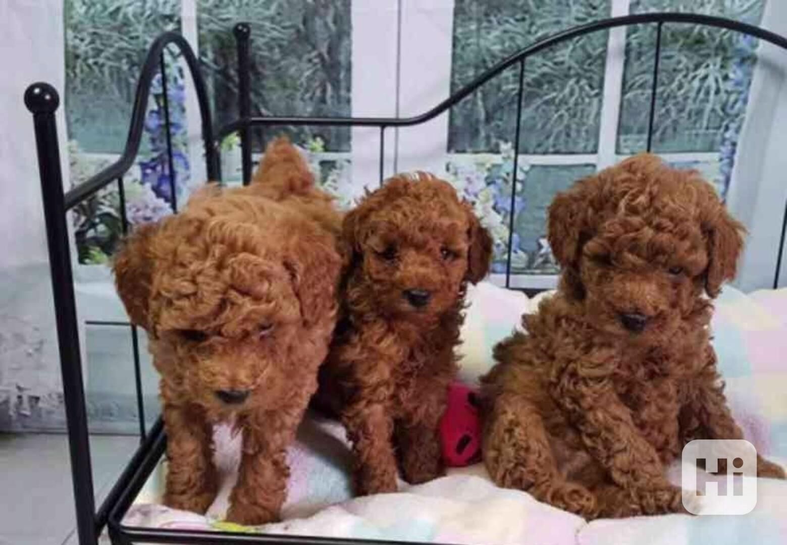 Schöne Zwergpudelwelpen für ein neues Zuhause