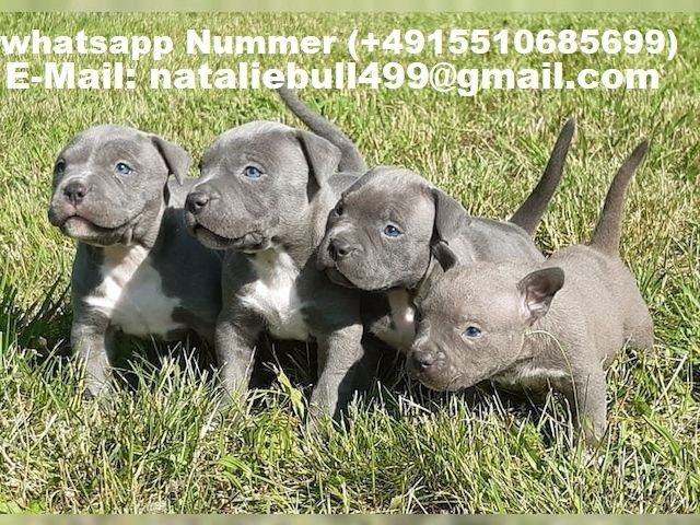 American Blue-Line Pit Bull Terrier Welpen