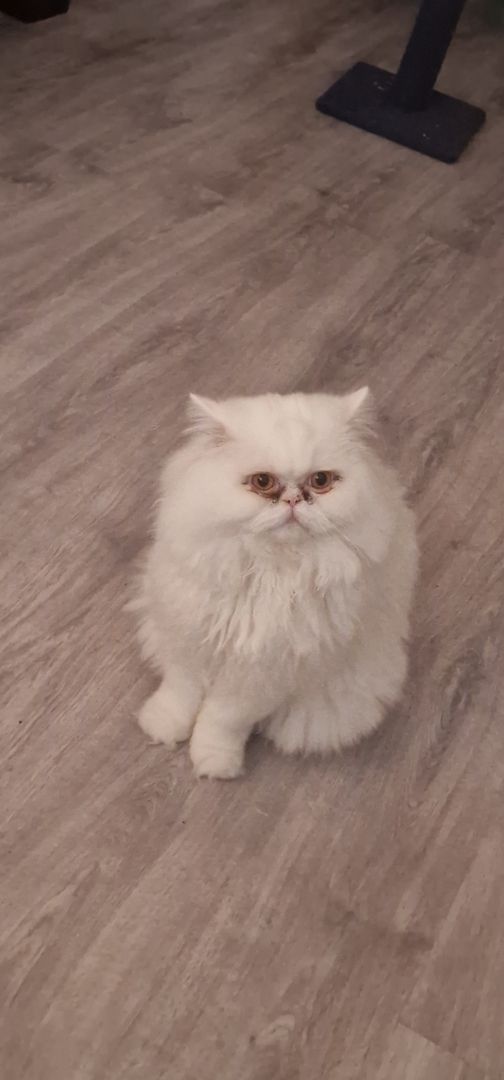 Kastrierter Kater sucht liebevolles zuhause