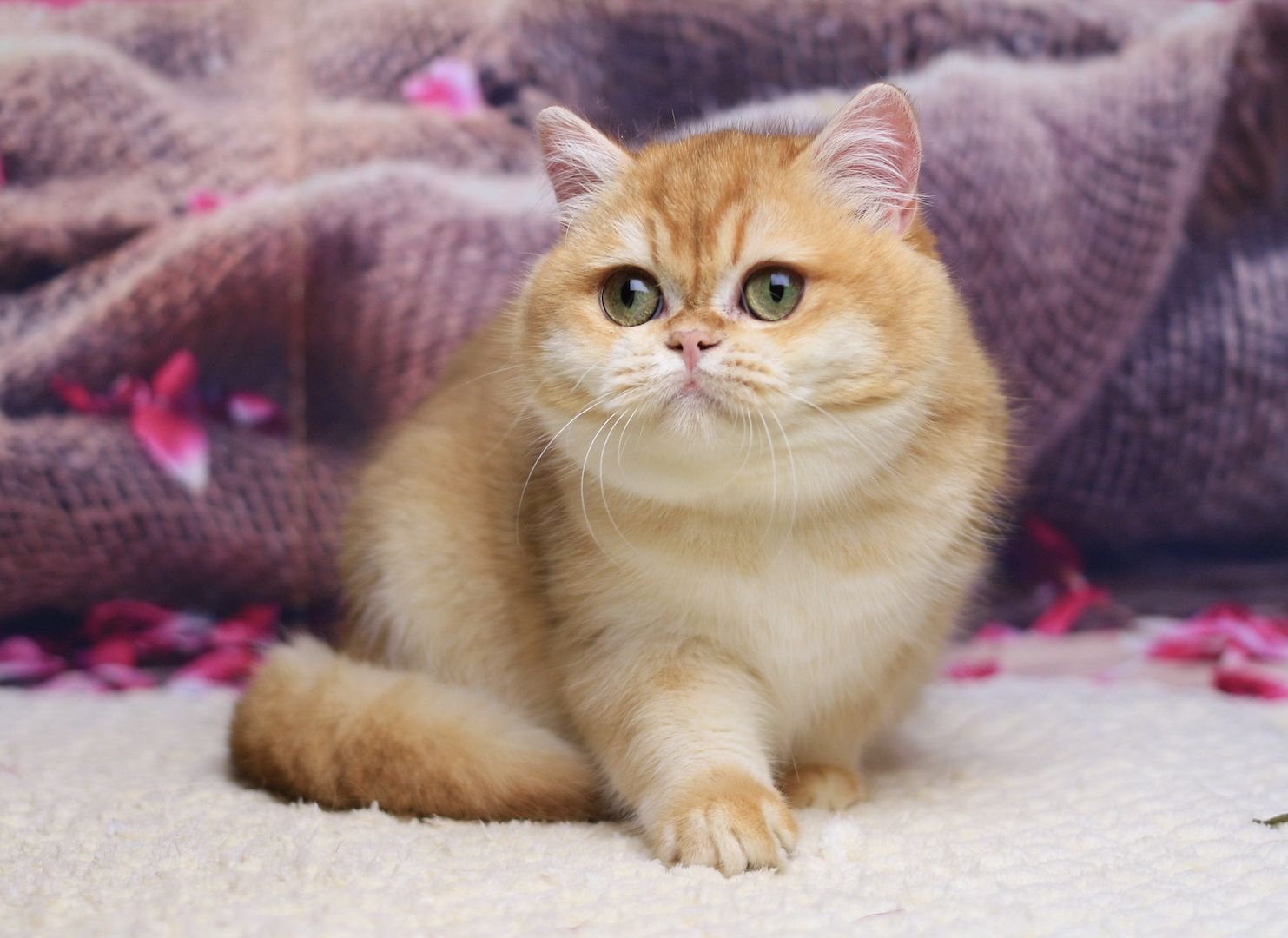 Venera British Shorthair Female