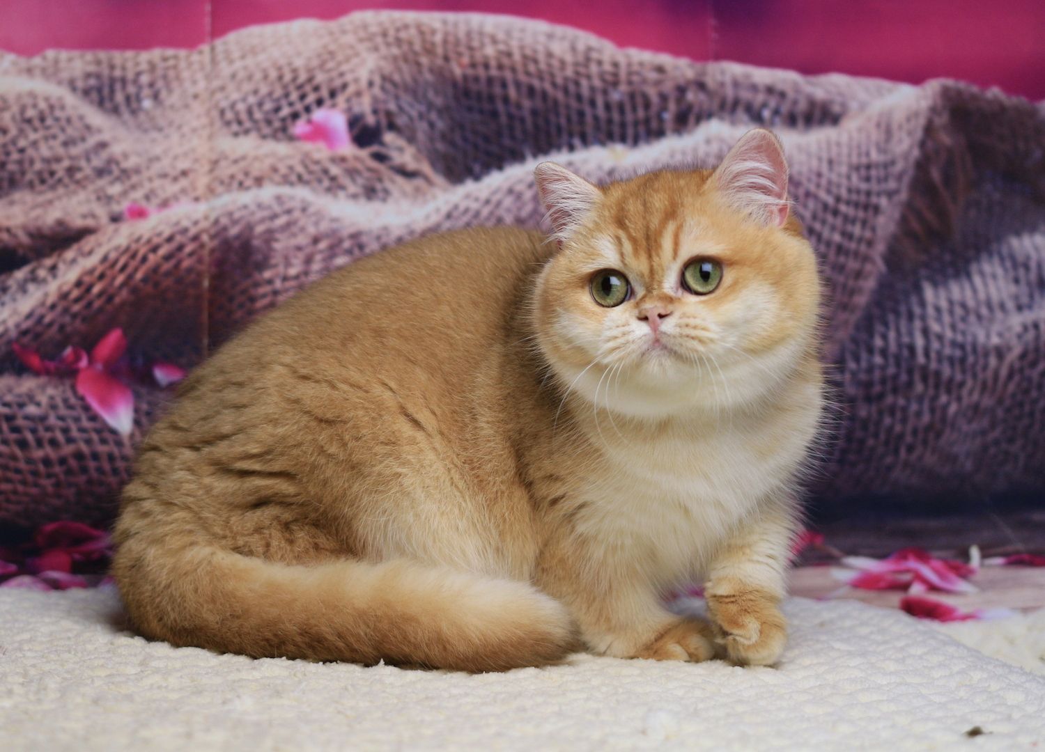 Venera British Shorthair Female