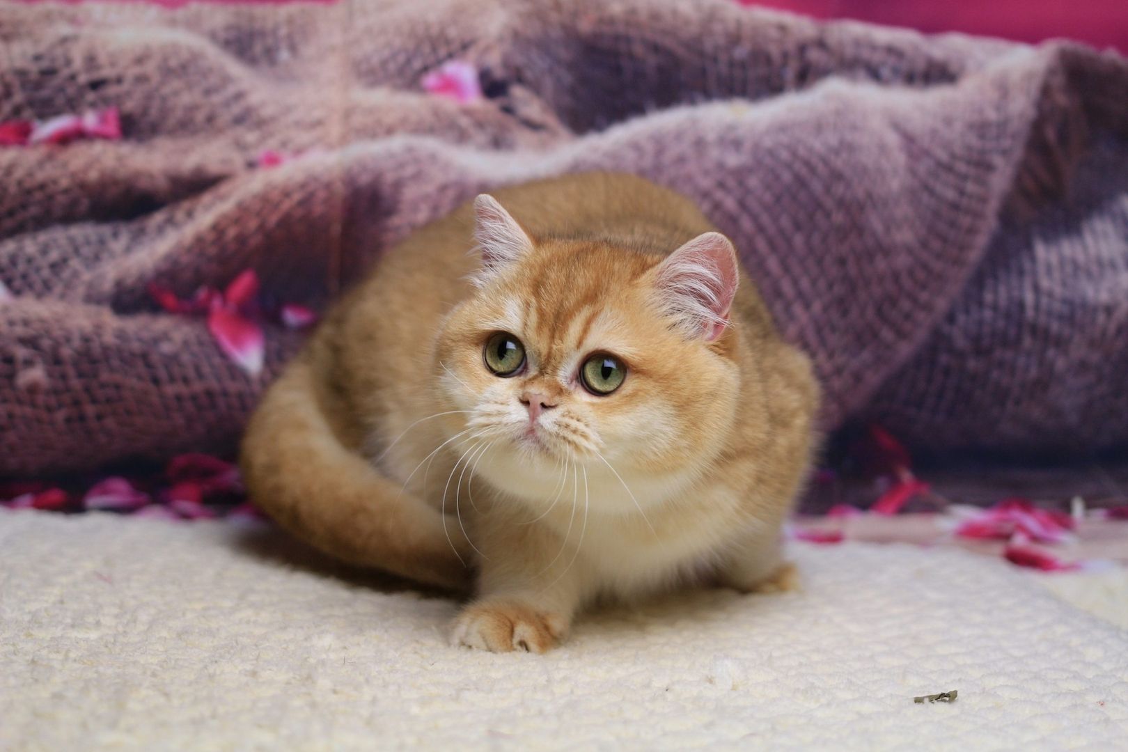 Venera British Shorthair Female