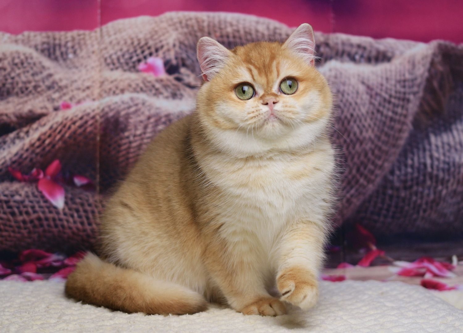 Venera British Shorthair Female