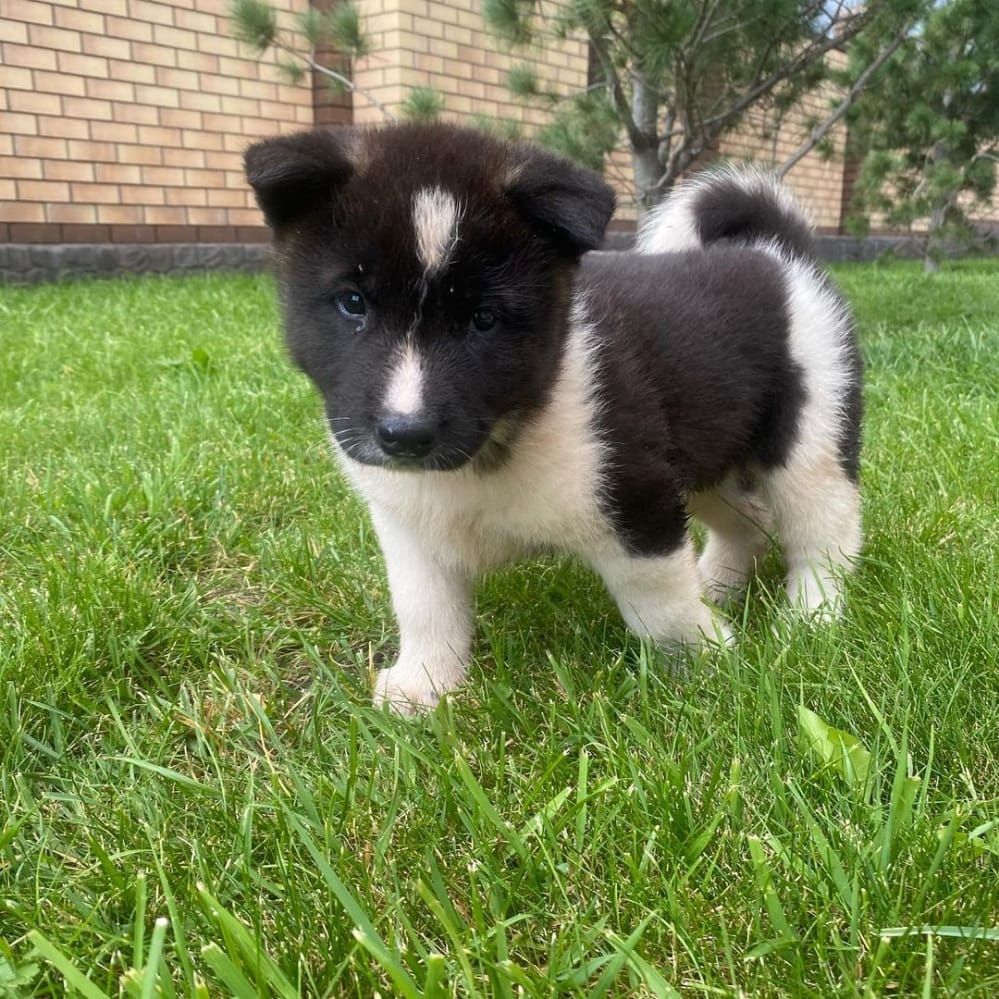 Amerikanische Akita-Welpen