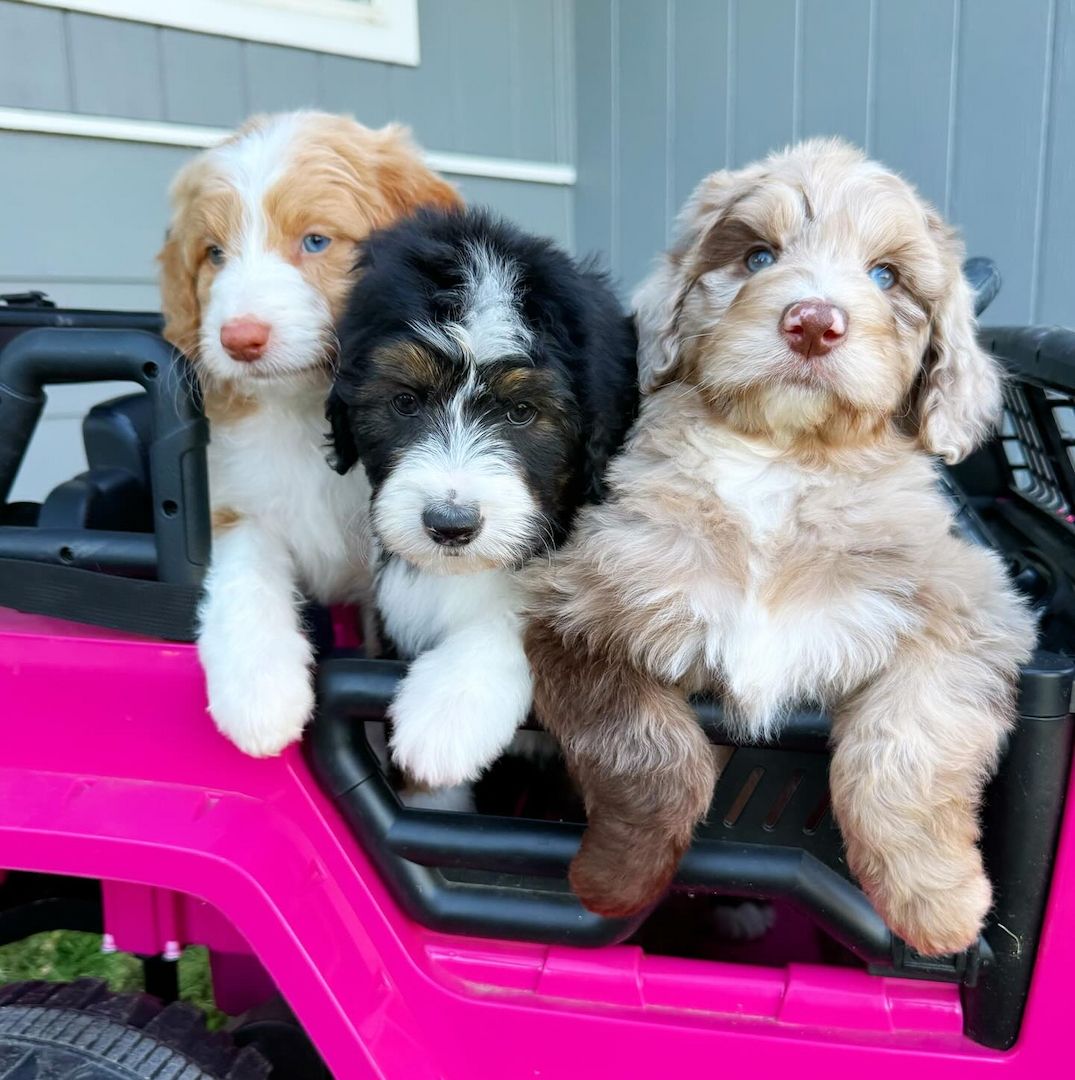 Aussie-doodle Welpen