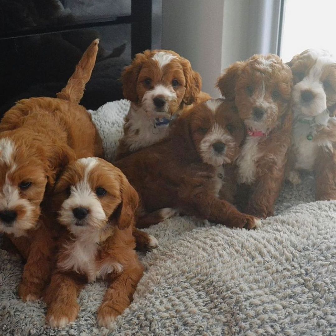 Cavapoo-Welpen zur Adoption