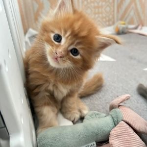 Maine-Coon-Kätzchen warten auf Sie