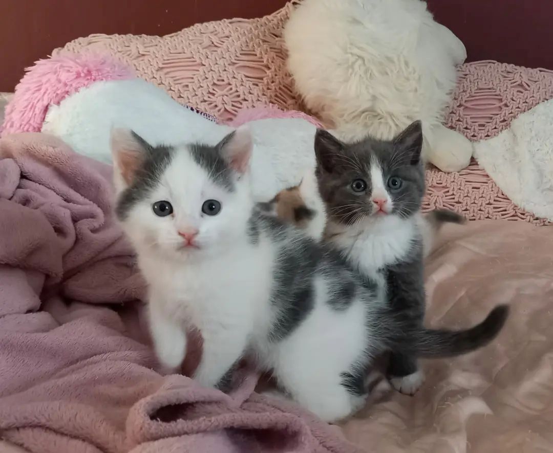 Europäische Kurzhaarkätzchen