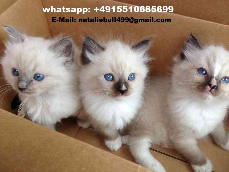 Ragdoll-Kätzchen zu verkaufen,