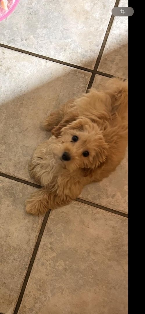 Maltipoo Welpe 12 Wochen Rüdin Beige