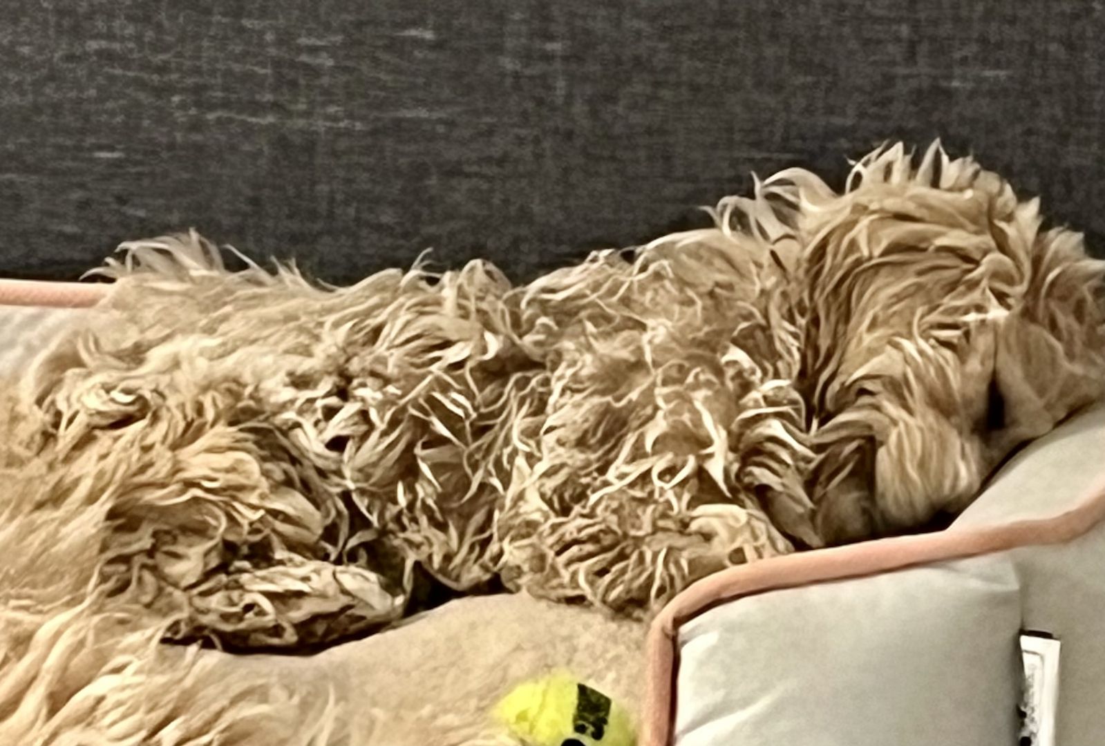 Maltipoo Welpe 12 Wochen Rüdin Beige