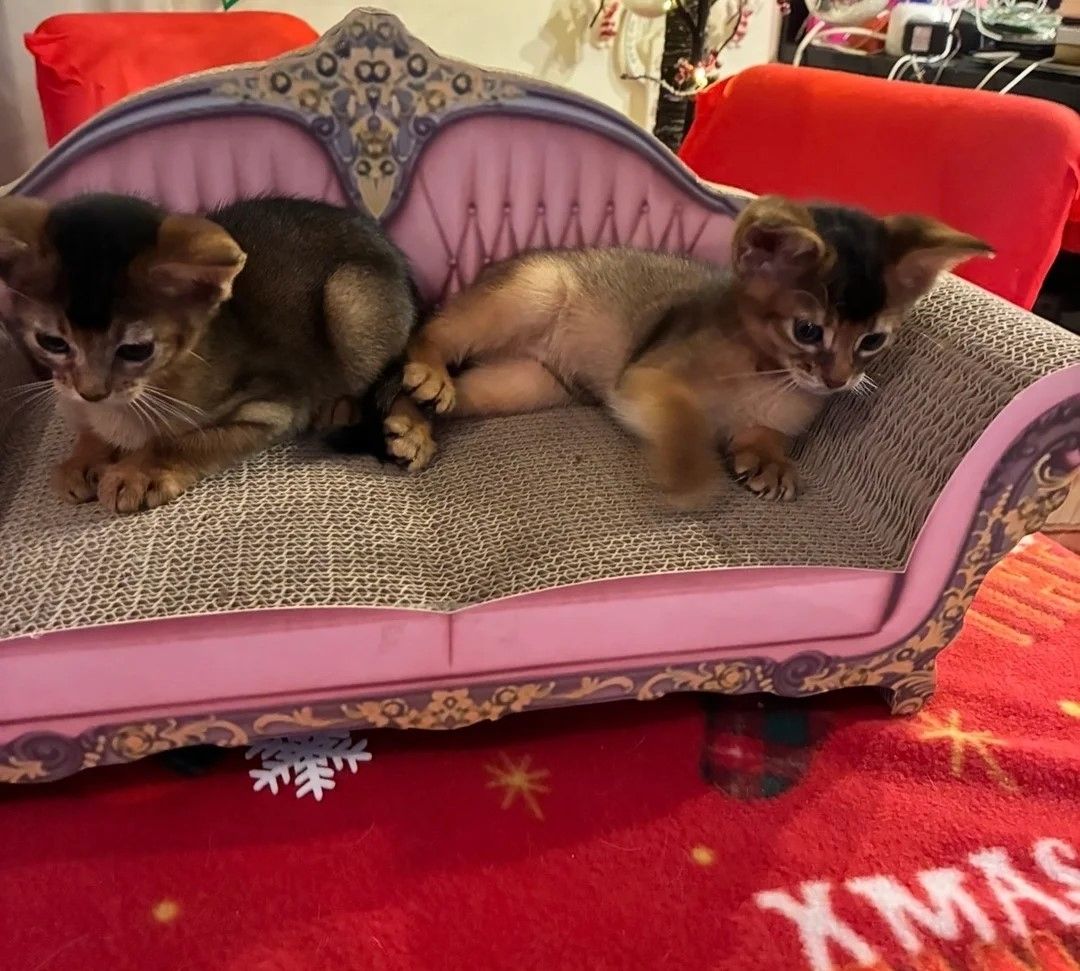 Abessinier kätzchen