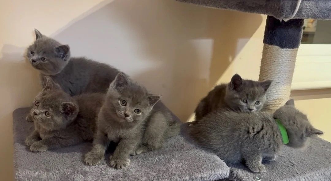 wunderschöne Britisch Kurzhaar-Kätzchen,