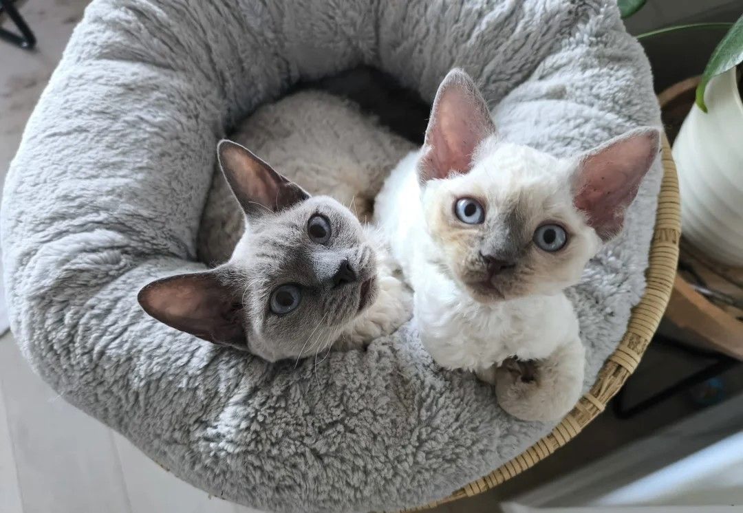 wunderschöne Devon Rex-Kätzchen